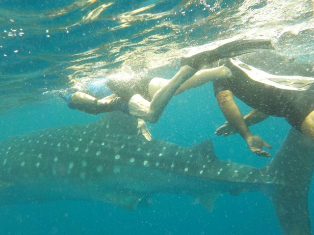  Nuotare con lo squalo balena a Holbox 